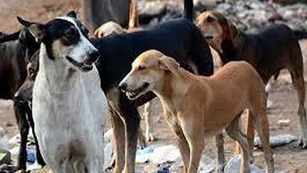 Stray Dog Menace: ಸುಪ್ರೀಂ ಕೋರ್ಟ್ ಆದೇಶ ಬೆನ್ನಲ್ಲೇ ಬೀದಿ ನಾಯಿಗಳ ಸ್ಥಳಾಂತರಕ್ಕೆ GBA ಮುಂದು..!