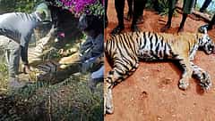 ನಾಗರಹೊಳೆ ಅಭಯಾರಣ್ಯದಲ್ಲಿ ಉರುಳಿಗೆ ಸಿಲುಕಿ ಹುಲಿ ದಾರುಣ ಸಾವು!
