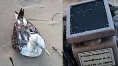 ಕಾರವಾರ: ಕದಂಬ ನೌಕಾ ನೆಲೆಯ ಬಳಿ ಚೀನಾದ GPS ಸಾಧನ ಅಳವಡಿಸಿರುವ ಸೀಗಲ್ ಪತ್ತೆ!