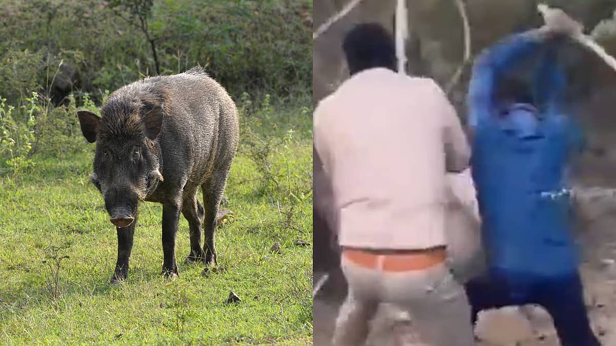 ಅರಣ್ಯಾಧಿಕಾರಿ ಮೇಲೆ ಕಾಡು ಹಂದಿ ದಾಳಿ, ಒಂದೂವರೆ ನಿಮಿಷ ಭೀಕರ ಕಾಳಗ.. ಮುಂದೇನಾಯ್ತು? Video