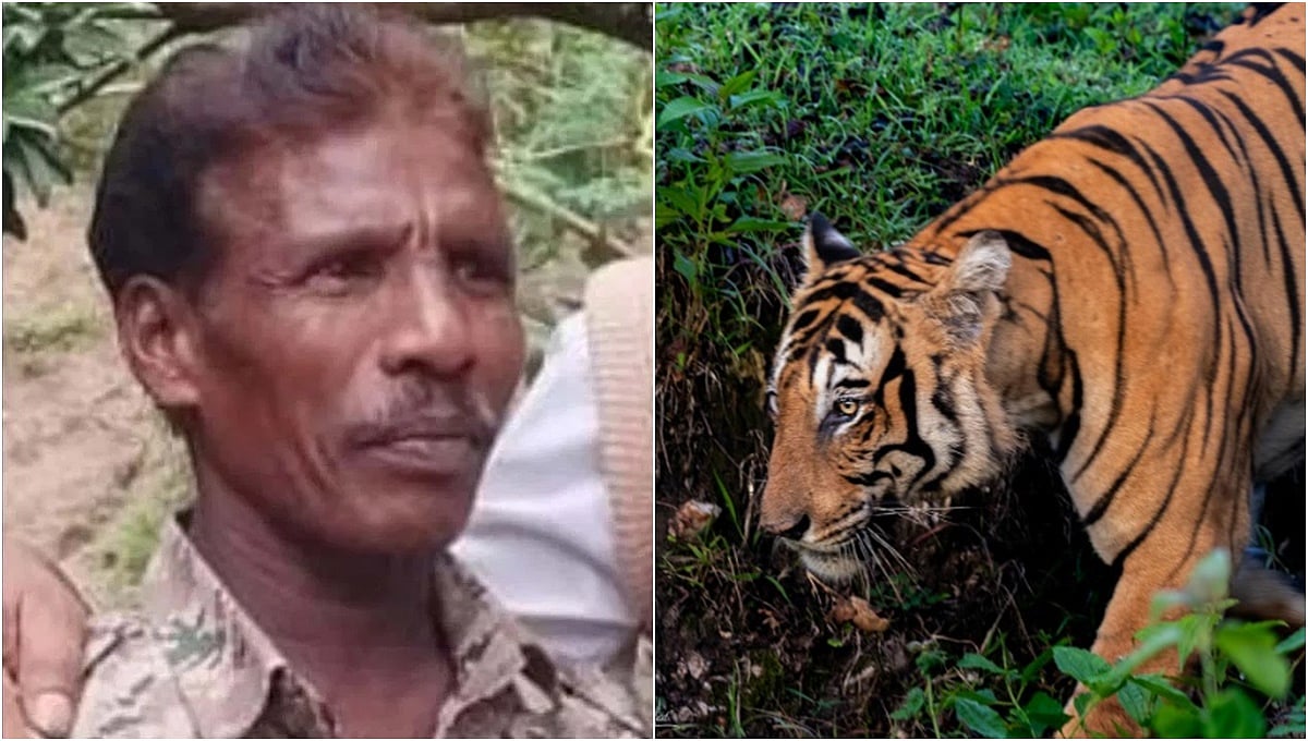 ಚಾಮರಾಜನಗರ: ಹುಲಿ ದಾಳಿಗೆ ಅರಣ್ಯ ಇಲಾಖೆ ಸಿಬ್ಬಂದಿ ಸಾವು
