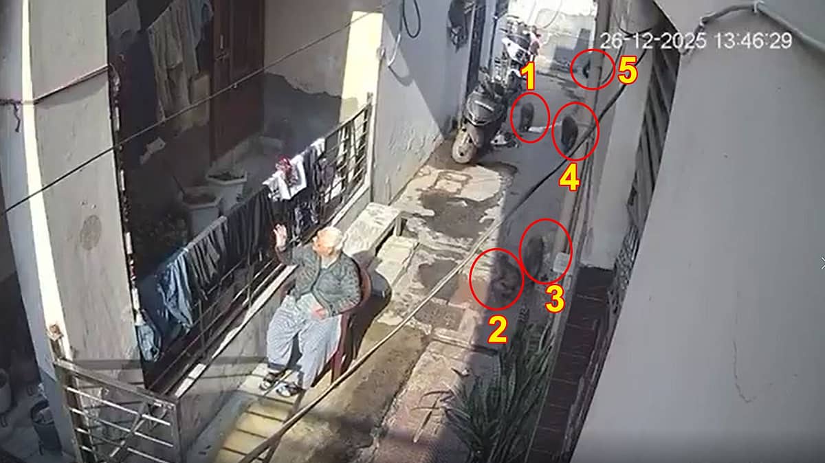 ಮನೆಯ ಎದುರು ಕುಳಿತಿದ್ದ ವೃದ್ಧೆ ಮೇಲೆ ಕೋತಿಗಳ ದಾಳಿ; CCTV Video Viral