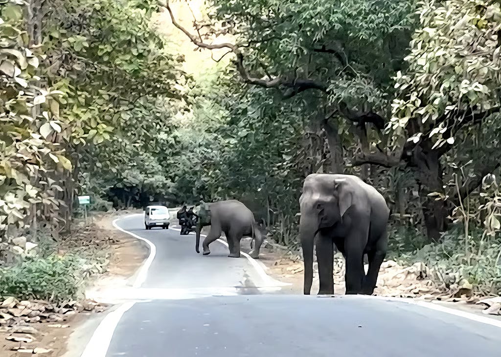 ಮನ ಮಿಡಿಯುವ Video: ಗಾಯಗೊಂಡ ಗೆಳತಿ ರಸ್ತೆ ದಾಟುವವರೆಗೆ ವಾಹನಗಳನ್ನೇ ತಡೆದು ಘೀಳಿಟ್ಟ ಆನೆ!