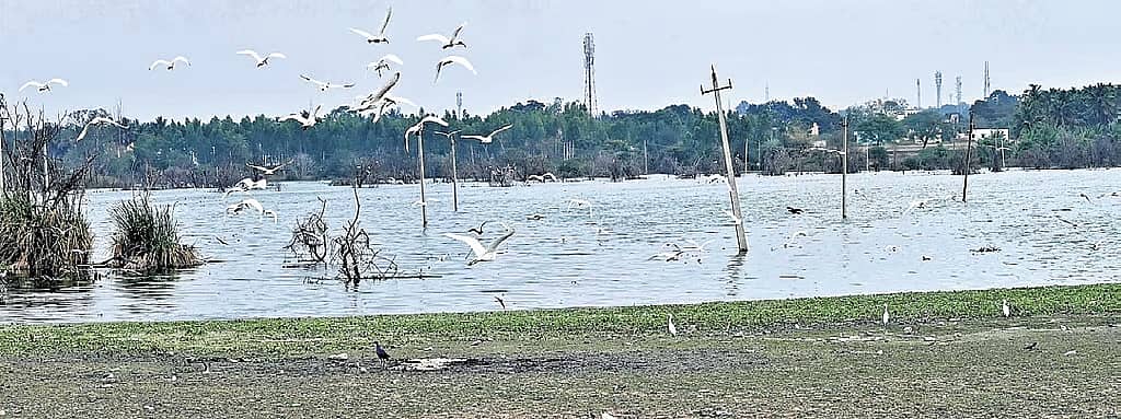 ದೊಡ್ಡಬಳ್ಳಾಪುರ ಕೆರೆ ನೀರು ಸಂಪೂರ್ಣ ಕಲುಷಿತ: ಅದರಲ್ಲೇ ಬೆಳೆದ ಹಣ್ಣು-ತರಕಾರಿ ಬೆಂಗಳೂರಿಗರಿಗೆ ಪೂರೈಕೆ