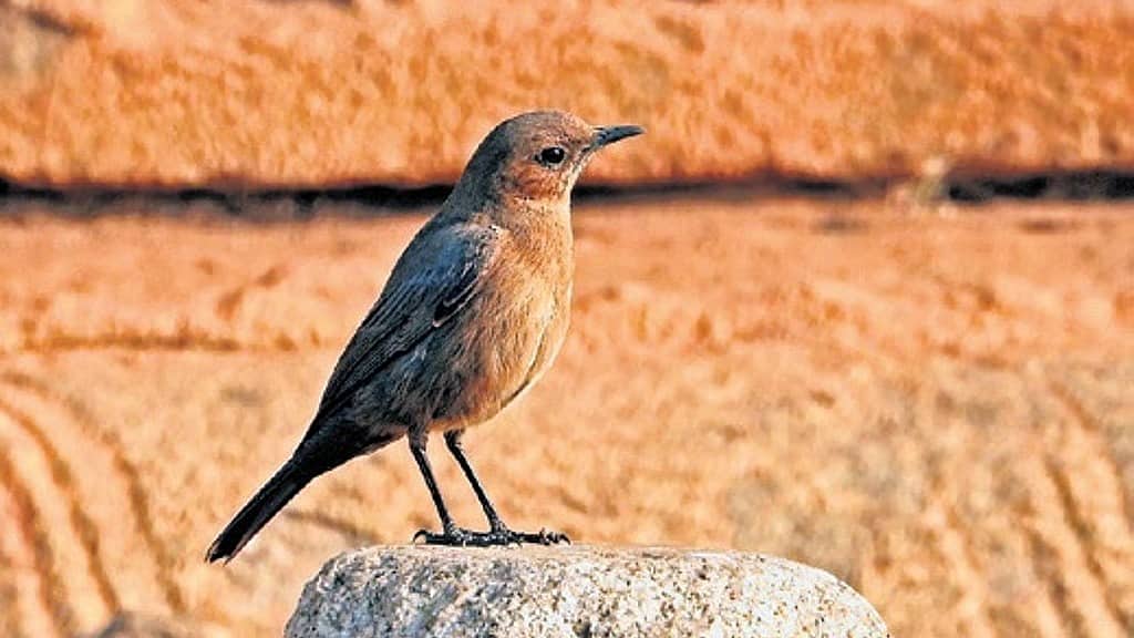 ಹಂಪಿಯಲ್ಲಿ ಅಪರೂಪದ 'Brown rock chat' ಹಕ್ಕಿ ಪತ್ತೆ: ಪಕ್ಷಿ ಪ್ರೇಮಿಗಳು ಸಂತಸ