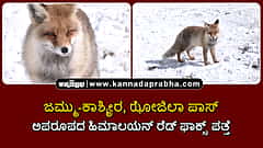 Watch | ಜಮ್ಮು-ಕಾಶ್ಮೀರ, ಝೋಜಿಲಾ ಪಾಸ್: ಅಪರೂಪದ ಹಿಮಾಲಯನ್ ರೆಡ್ ಫಾಕ್ಸ್ ಪತ್ತೆ