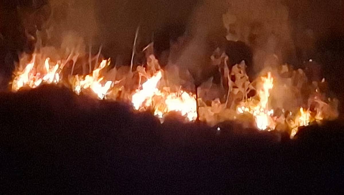ಚಾರ್ಮಾಡಿ ಘಾಟಿ ಅರಣ್ಯದಲ್ಲಿ ಕಾಳ್ಗಿಚ್ಚು: ಎಕರೆಗಟ್ಟಲೆ ಹುಲ್ಲುಗಾವಲು ಭಸ್ಮ; ಬೆಂಕಿ ನಂದಿಸಲು ಅಗ್ನಿ ಶಾಮಕ ಸಿಬ್ಬಂದಿ ಹರಸಾಹಸ