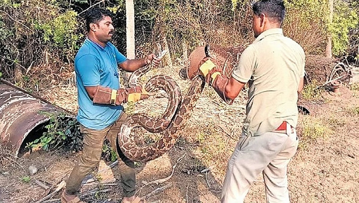 ಒಂದೇ ದಿನದಲ್ಲಿ 6 ಹೆಬ್ಬಾವುಗಳ ರಕ್ಷಣೆ: ಹೊಸ ದಾಖಲೆ ಬರೆದ ಕಾರವಾರ ಅರಣ್ಯ ಸಿಬ್ಬಂದಿ!