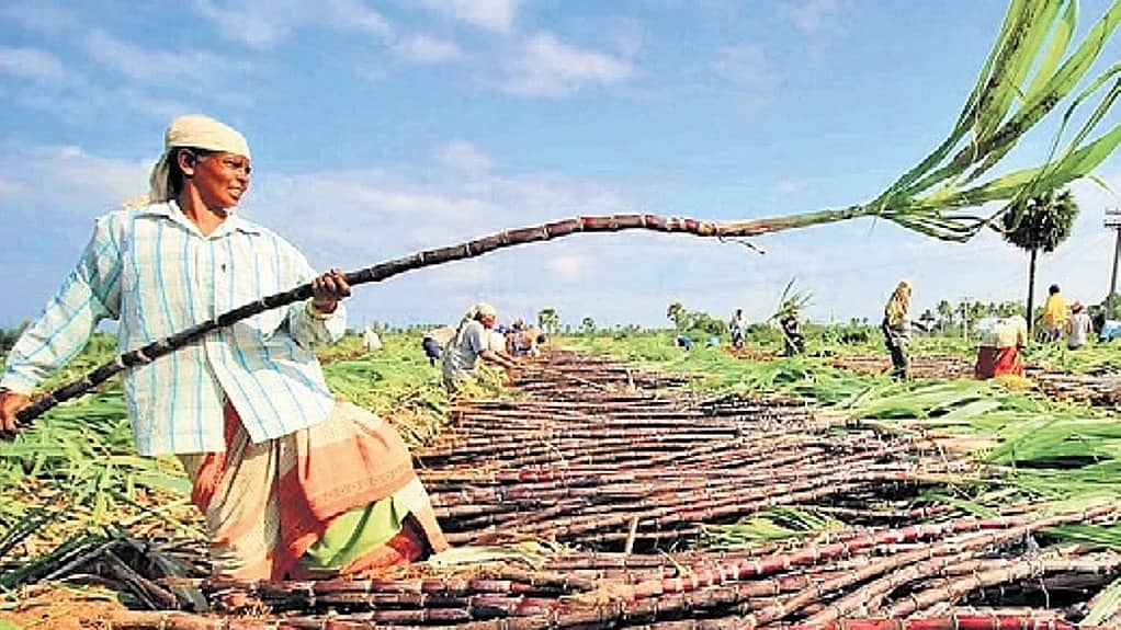 ಕಬ್ಬಿಗೆ ಬೆಂಬಲ ಬೆಲೆ ಬಿಕ್ಕಟ್ಟು: ರಾಜ್ಯ ಬಜೆಟ್ ನಲ್ಲಿ ಪರಿಹಾರದ ನಿರೀಕ್ಷೆಯಲ್ಲಿ ಬೆಳೆಗಾರರು!