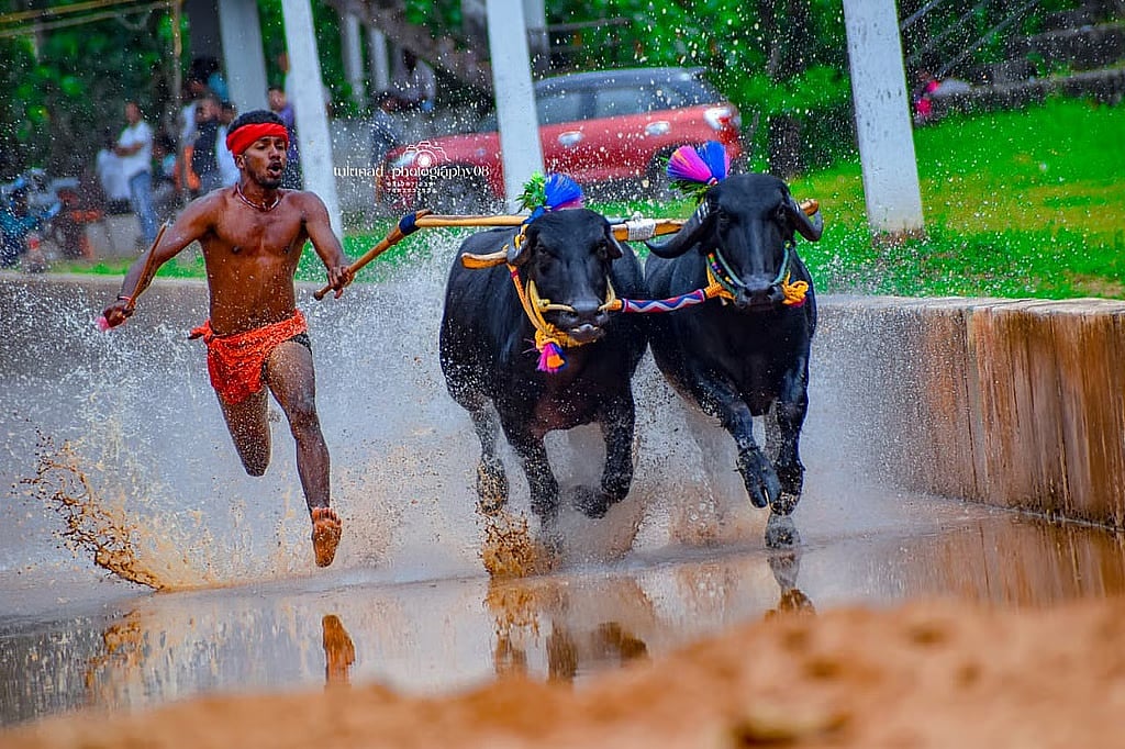 ಕಂಬಳ ಕ್ರೀಡೆ: ಕರಾವಳಿಯ ವಿದ್ಯಾವಂತ ಯುವಕರಿಗೆ ಜನಪ್ರಿಯತೆ ಜೊತೆಗೆ ಆದಾಯಕ್ಕೂ ಮೂಲ
