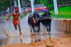 ಕಂಬಳ ಕ್ರೀಡೆ: ಕರಾವಳಿಯ ವಿದ್ಯಾವಂತ ಯುವಕರಿಗೆ ಜನಪ್ರಿಯತೆ ಜೊತೆಗೆ ಆದಾಯಕ್ಕೂ ಮೂಲ
