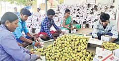 West Asia crisis: ಬಳ್ಳಾರಿಯ ಅಂಜೂರ ಬೆಳೆಗಾರರಿಗೂ ತಟ್ಟಿದ ಇರಾನ್ ಯುದ್ಧದ ಬಿಸಿ