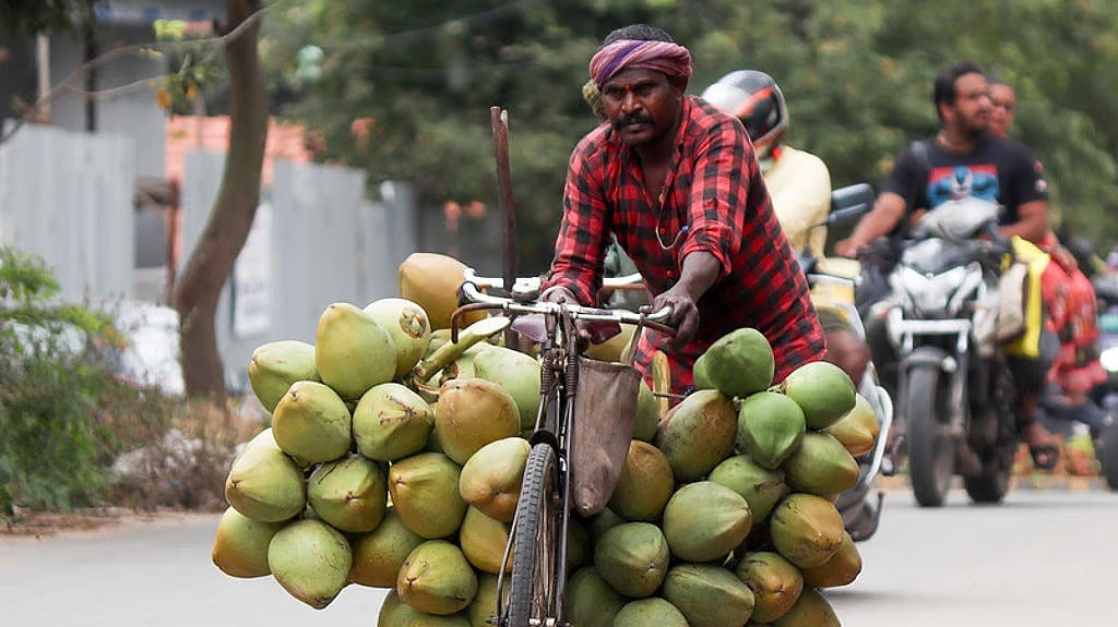 ತೆಂಗಿನ ತೋಟಗಳಲ್ಲಿ ಕೀಟ-ರೋಗ ಹೆಚ್ಚಳ: ರಾಜ್ಯದಲ್ಲಿ ಉತ್ಪಾದನೆ ಇಳಿಕೆ; ಸಂಕಷ್ಟದಲ್ಲಿ ರೈತರು..!