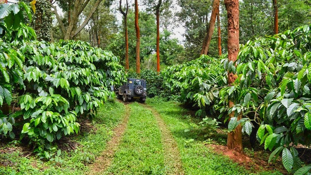 ಕಾಫಿ ತೋಟಗಳು (ಸಂಗ್ರಹ ಚಿತ್ರ)