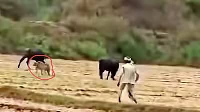 ಆಫ್ರಿಕನ್ Cheetah ಗಳನ್ನ ನಾಯಿಗಳ ರೀತಿ ಓಡಿಸುತ್ತಿರುವ ಗ್ರಾಮಸ್ಥರು! Video