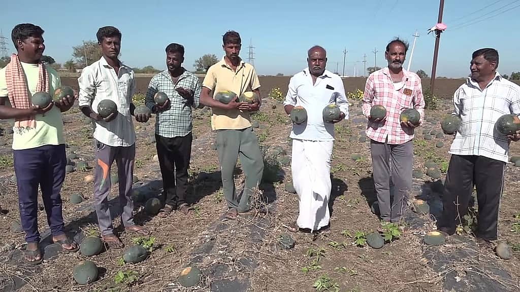 ಇರಾನ್ ಯುದ್ಧ: ಗದಗ ಜಿಲ್ಲೆಯ ಕಲ್ಲಂಗಡಿ ಬೆಳೆಗಾರರ ಬಾಳಲ್ಲಿ ಕಹಿ