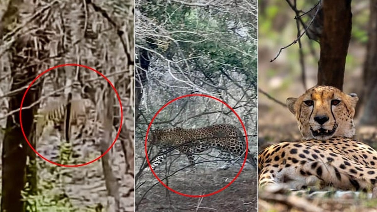ರಣಥಂಬೋರ್ ನಲ್ಲಿ ಅಪರೂಪದ ದೃಶ್ಯ: ಒಟ್ಟಿಗೆ ಕಾಣಿಸಿಕೊಂಡ ಹುಲಿ, ಚಿರತೆ, ಚೀತಾ