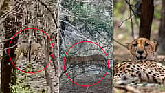 ರಣಥಂಬೋರ್ ನಲ್ಲಿ ಅಪರೂಪದ ದೃಶ್ಯ: ಒಟ್ಟಿಗೆ ಕಾಣಿಸಿಕೊಂಡ ಹುಲಿ, ಚಿರತೆ, ಚೀತಾ