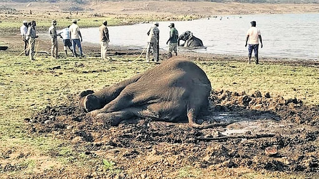 ಮೈಸೂರು: ನೀರು ಕುಡಿಯಲು ಬಂದು ಕೆಸರಿನಲ್ಲಿ ಸಿಲುಕಿದ್ದ ಮೂರು ಕಾಡಾನೆಗಳ ರಕ್ಷಣೆ!