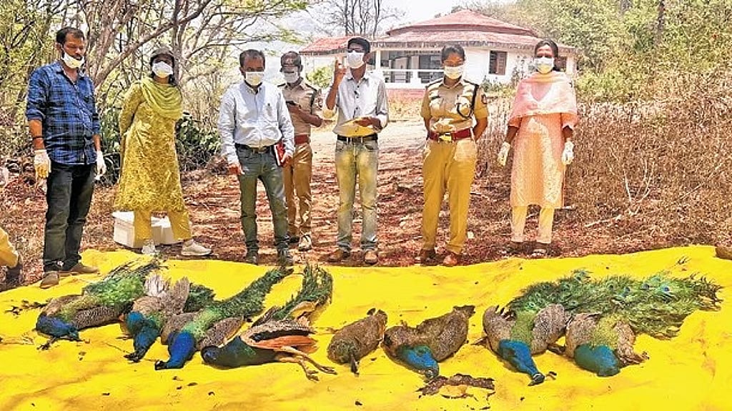 ತುಮಕೂರಿನಲ್ಲಿ 32 ನವಿಲುಗಳ ಮಾರಣಹೋಮ; ಸಾವಿಗೆ ಕಾರಣವೇನು..?