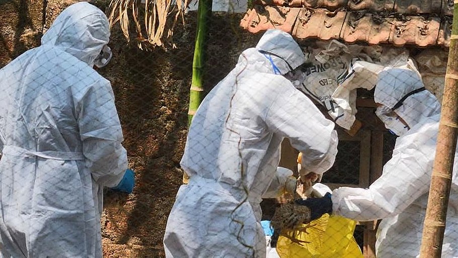 H5N1 ಭೀತಿ: ಸೋಂಕು ನಿಯಂತ್ರಣ ಕಾರ್ಯಾಚರಣೆ ಯಶಸ್ವಿ; ಮಾನವ ಸೋಂಕು ಪತ್ತೆಯಾಗಿಲ್ಲ- ಆರೋಗ್ಯ ಇಲಾಖೆ ಸ್ಪಷ್ಟನೆ