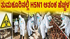ತುಮಕೂರು: ನವಿಲುಗಳ ಸಾವು ಬೆನ್ನಲ್ಲೇ ಈಗ 30 ಕೋಳಿಗಳ ಸಾವು; ಹಕ್ಕಿಜ್ವರ ಕುರಿತು ಹೆಚ್ಚಿದ ಆತಂಕ
