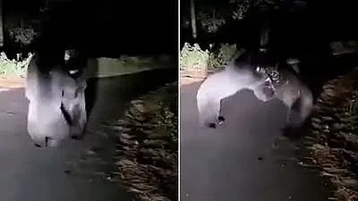 ಉತ್ತರಾಖಂಡ: ನಡು ರಸ್ತೆಯಲ್ಲಿ ಎರಡು ಕರಡಿಗಳ ನಡುವೆ ಬಿಗ್ ಫೈಟ್! Video ವೈರಲ್