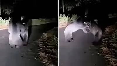 ಉತ್ತರಾಖಂಡ: ನಡು ರಸ್ತೆಯಲ್ಲಿ ಎರಡು ಕರಡಿಗಳ ನಡುವೆ ಬಿಗ್ ಫೈಟ್! Video ವೈರಲ್