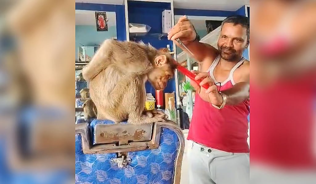 ಇದು prank ಅಲ್ಲ, ಸತ್ಯ: ಸಲೂನ್ಗೆ ಬಂದು ಹೇರ್ಕಟ್ ಮಾಡಿಸಿಕೊಂಡ ಮಂಗ; ವೀಡಿಯೋ ವೈರಲ್!