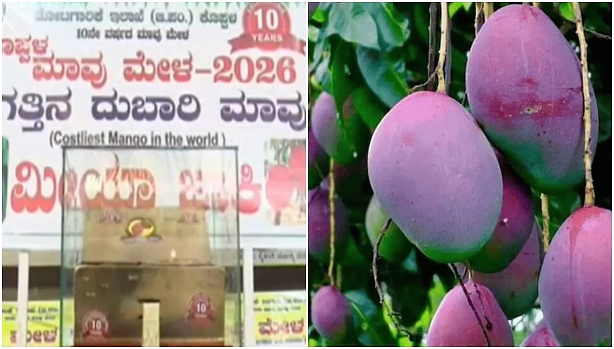Miyazaki mango: ಜಗತ್ತಿನ ದುಬಾರಿ ಮಾವು ಈಗ ಕೊಪ್ಪಳದಲ್ಲಿ ಕೆಜಿಗೆ 3,000 ರೂ ಗೆ ಲಭ್ಯ; Video