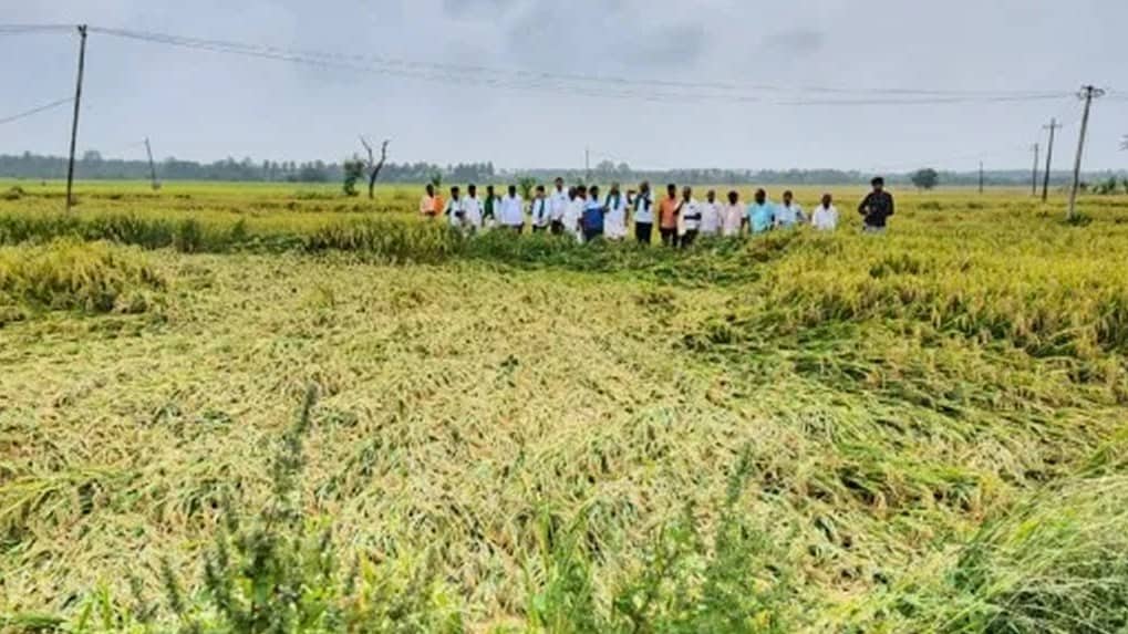 ದಾವಣಗೆರೆಯಲ್ಲಿ ಭಾರೀ ಮಳೆ: ಕೊಯ್ಲಿಗೆ ಬಂದಿದ್ದ ಭತ್ತದ ಬೆಳೆ ನಾಶ, ಲಕ್ಷಾಂತರ ರೂ ನಷ್ಟ