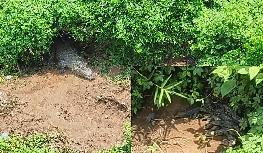 ಕಾಳಿ ನದಿ ದಡದಲ್ಲಿ ಮರಿಗಳ ಕಾಯುತ್ತಿರುವ ತಾಯಿ ಮೊಸಳೆ: ವೀಡಿಯೋ ವೈರಲ್; ದೃಶ್ಯ ನೋಡಲು ಮುಗಿಬೀಳುತ್ತಿರುವ ಪ್ರವಾಸಿಗರು..!