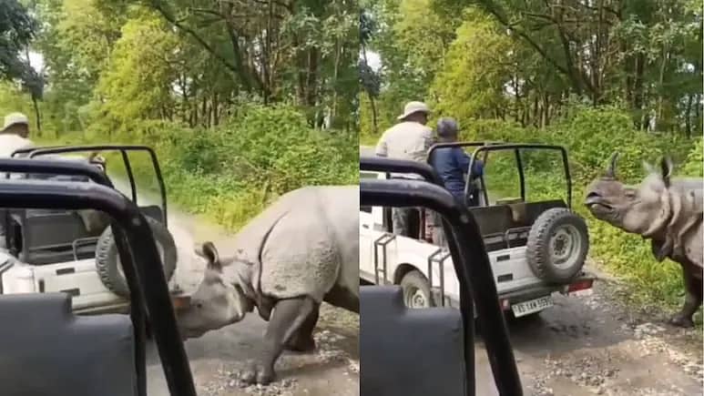Assam: ಸಫಾರಿ ಜೀಪ್ ಮೇಲೆ Rhino ದಾಳಿ; ಒಂದೇ ಹೊಡೆತಕ್ಕೆ ಟೈರ್ ಛಿದ್ರ; ವಾಹನವನ್ನೇ ಉರುಳಿಸಲು ಯತ್ನ; Video Viral