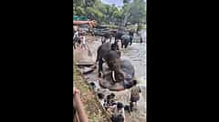 ಕೊಡಗು: ದುಬಾರೆ ಆನೆ ಶಿಬಿರದಲ್ಲಿ ಆನೆಗಳ ಕಾಳಗ; ಮಹಿಳೆ ಸಾವು! Video