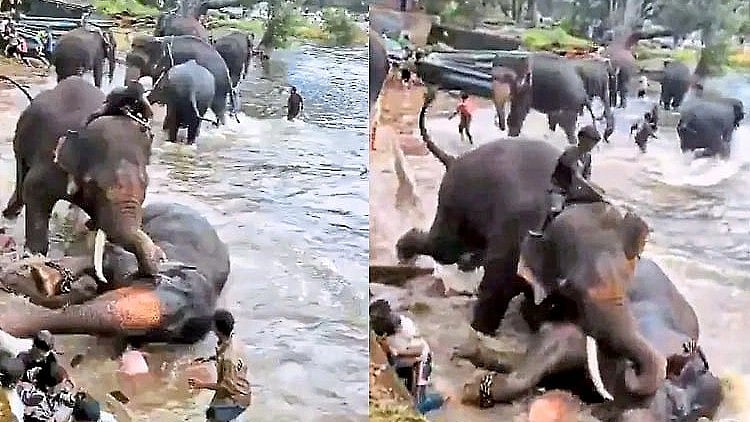 ದುಬಾರೆ ಆನೆ ಶಿಬಿರದಲ್ಲಿ ಸಾಕಾನೆಗಳ ಕಾದಾಟ: ಕಂಜನ್ ದಾಳಿಯಿಂದ ಗಾಯಗೊಂಡಿದ್ದ 'ಮಾರ್ತಾಂಡ' ಸಾವು! Video
