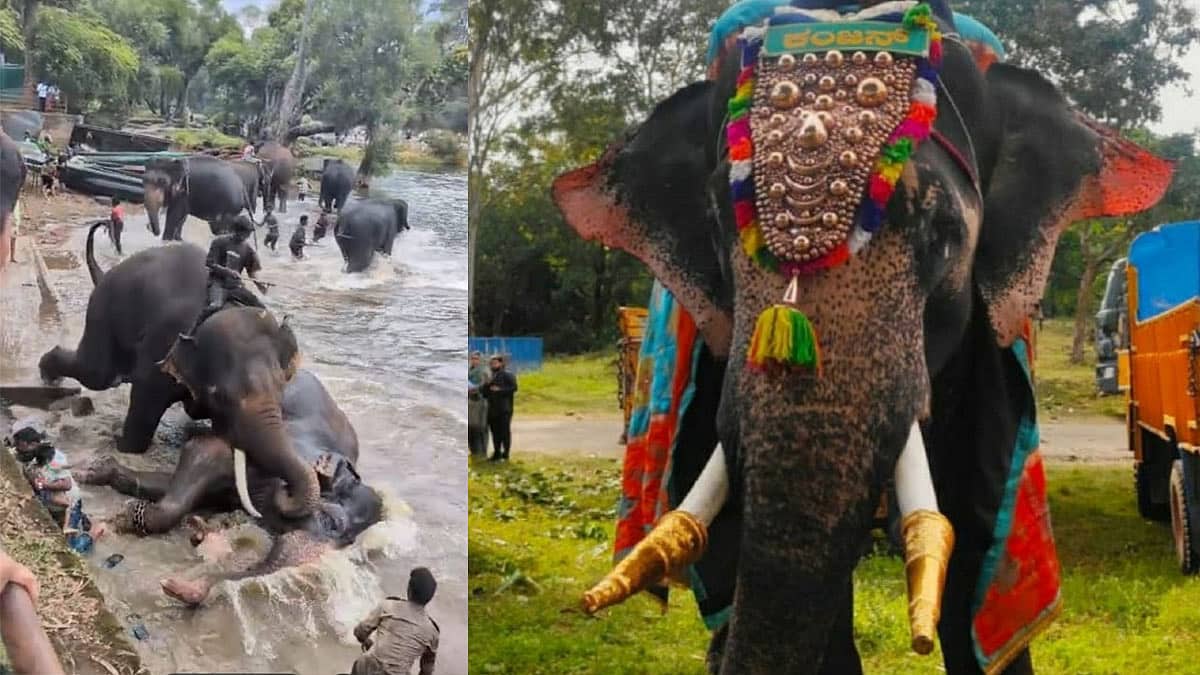 ಮಾರ್ತಾಂಡ ಆನೆ ಕೊಂದ ಕಂಜನ್ ದಸರಾದಿಂದ ಶಾಶ್ವತ ನಿಷೇಧ: ಸಚಿವ ಈಶ್ವರ್ ಖಂಡ್ರೆ ಆದೇಶ