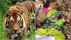 ಕಾಡಿಗೆ ಹೋಗಿದ್ದ ಮಹಿಳೆಯರ ಮೇಲೆ ಹುಲಿ ದಾಳಿ; ಸ್ಥಳದಲ್ಲೇ ನಾಲ್ವರು ಸಾವು