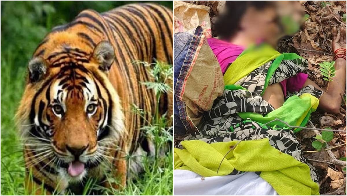ಕಾಡಿಗೆ ಹೋಗಿದ್ದ ಮಹಿಳೆಯರ ಮೇಲೆ ಹುಲಿ ದಾಳಿ; ಸ್ಥಳದಲ್ಲೇ ನಾಲ್ವರು ಸಾವು