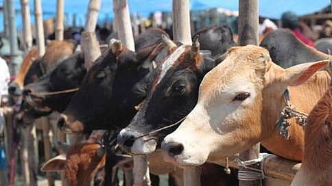ದೇಶದಲ್ಲೇ ಮೊದಲು: ಜಾನುವಾರುಗಳಿಗೂ ಸಿಗಲಿದೆ 'ಆಧಾರ್' ಭಾಗ್ಯ; ಬಯೋಮೆಟ್ರಿಕ್ ಆಧಾರಿತ ಗುರುತು ವ್ಯವಸ್ಥೆ ಜಾರಿಗೆ ಸರ್ಕಾರ ಮುಂದು..!