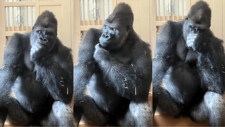 'ಸಂಗಾತಿ ಜೊತೆ ಜಗಳ': ಮನುಷ್ಯನಂತೆ ಚಿಂತಿಸುತ್ತಿರುವ Gorilla ವಿಡಿಯೋ ವೈರಲ್