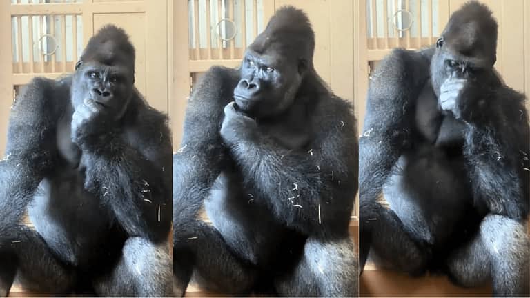 'ಸಂಗಾತಿ ಜೊತೆ ಜಗಳ': ಮನುಷ್ಯನಂತೆ ಚಿಂತಿಸುತ್ತಿರುವ Gorilla ವಿಡಿಯೋ ವೈರಲ್