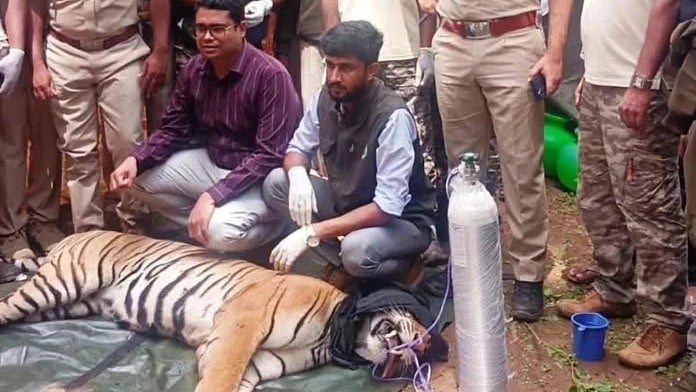 ಮೈಸೂರು: ಹೆಣ್ಣು ಹುಲಿ ಕೊನೆಗೂ ಸೆರೆ; ನಿಟ್ಟುಸಿರು ಬಿಟ್ಟ ಗ್ರಾಮಸ್ಥರು! Video