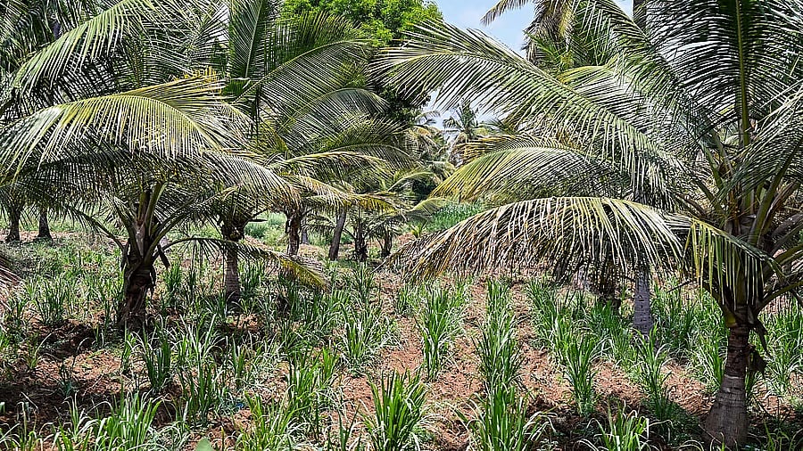 Bidadi Township Project: ಪ್ರತಿಭಟನೆ ನಡುವೆ ಬಿಡದಿ ಟೌನ್‌ಶಿಪ್ ಯೋಜನೆಗೆ ಅಂತಿಮ ಭೂಸ್ವಾಧೀನ ಅಧಿಸೂಚನೆ ಹೊರಡಿಸಿದ ಸರ್ಕಾರ; Video