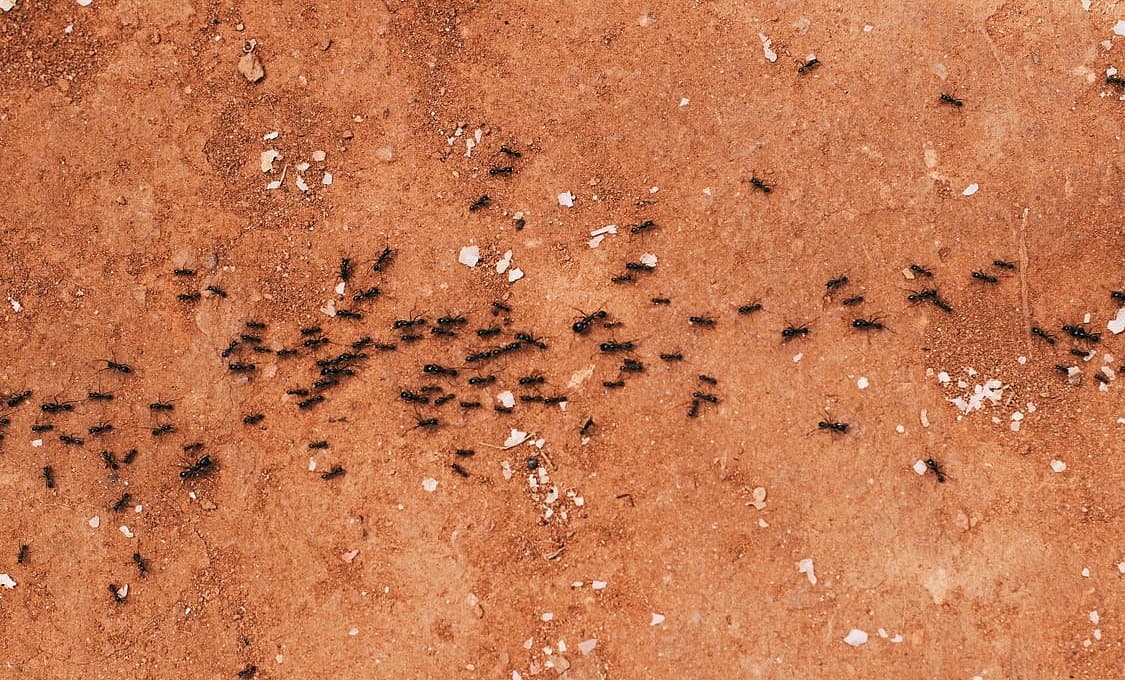ಇರುವೆಗಳ ಗುಂಪು ನಡೆದು ಹೋಗುತ್ತಿರುವ ದೃಶ್ಯ