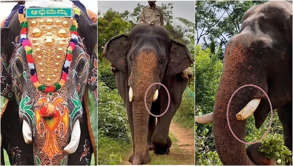 ಮೈಸೂರು: ಕಾಡಾನೆ ಕಾರ್ಯಾಚರಣೆಗಳಲ್ಲಿ 'ಅಂಬಾರಿ ಆನೆ' ಅಭಿಮನ್ಯುವಿನ ತಾಕತ್ತಾಗಿದ್ದ ಎಡಭಾಗದ ದಂತವೇ ಮುರಿತ!