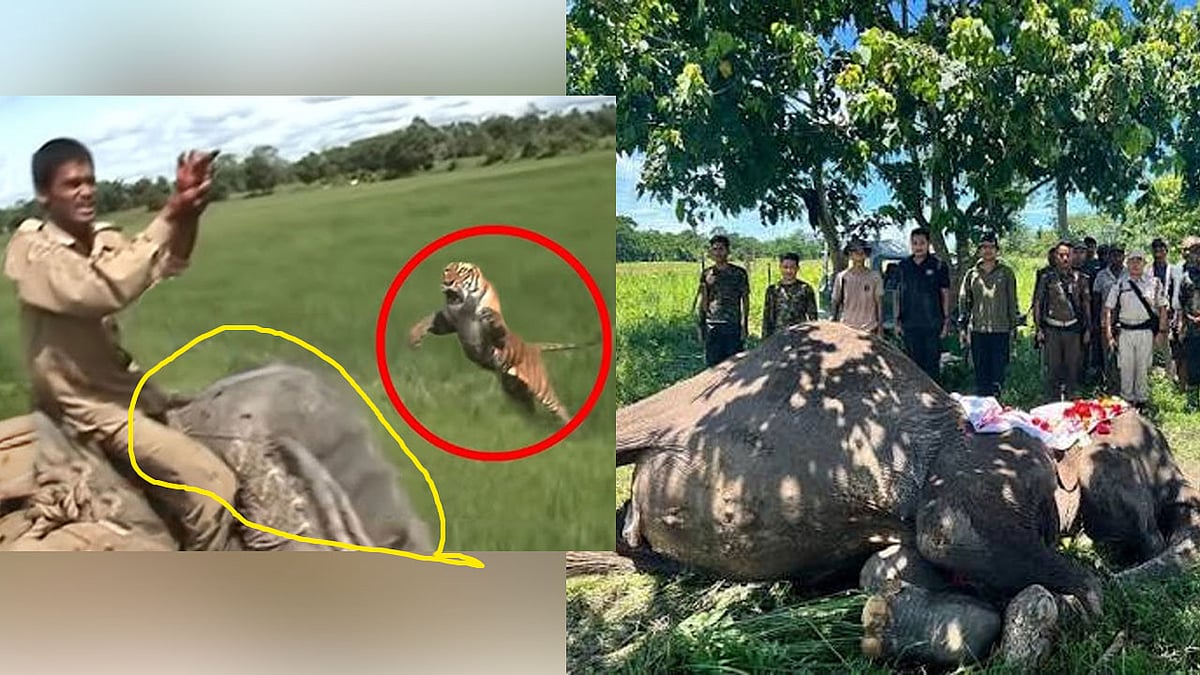 ಕುಮ್ಕಿ ಆನೆ ಸಾವು: ಅರಣ್ಯ ಇಲಾಖೆ ಸಿಬ್ಬಂದಿಗಳ ಕಣ್ಣೀರಿನ ವಿದಾಯ