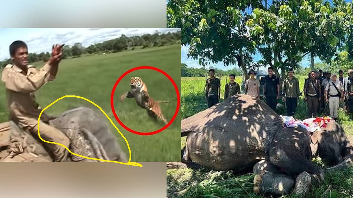 ಕುಮ್ಕಿ ಆನೆ ಸಾವು: ಅರಣ್ಯ ಇಲಾಖೆ ಸಿಬ್ಬಂದಿಗಳ ಕಣ್ಣೀರಿನ ವಿದಾಯ