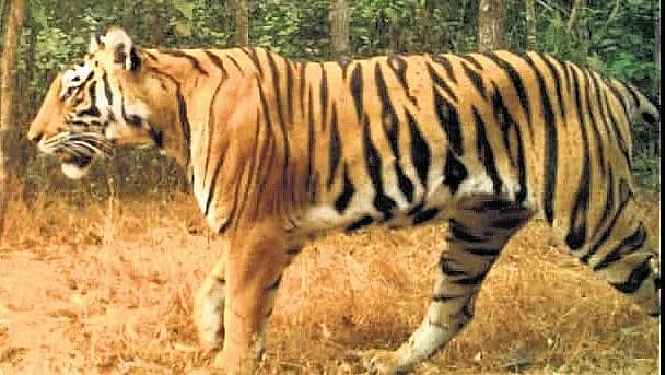 ಅಂಕೋಲಾ ಅರಣ್ಯದಲ್ಲಿ ಹುಲಿ