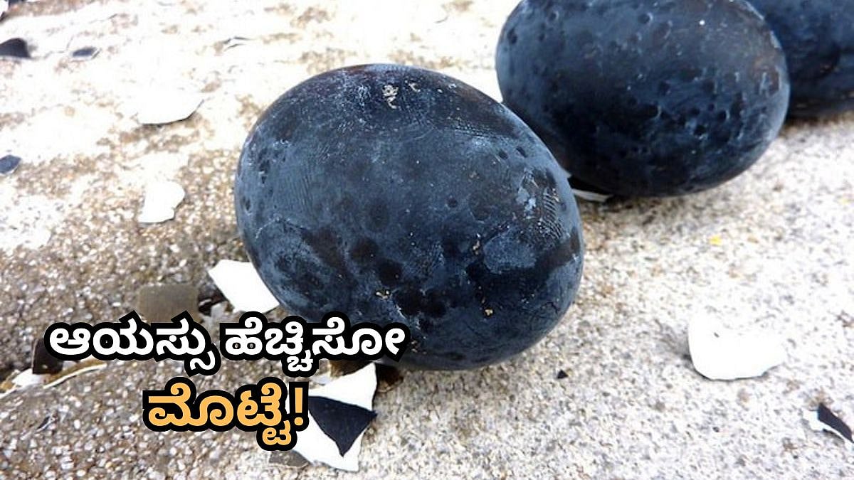 ಜಗತ್ತಿನ ವಿಚಿತ್ರ ಮೊಟ್ಟೆ: ಇದನ್ನ ತಿಂದ್ರೆ ಮನುಷ್ಯನ ಆಯಸ್ಸು 7 ವರ್ಷ ಹೆಚ್ಚಾಗುತ್ತೆ! ಯಾವುದದು?