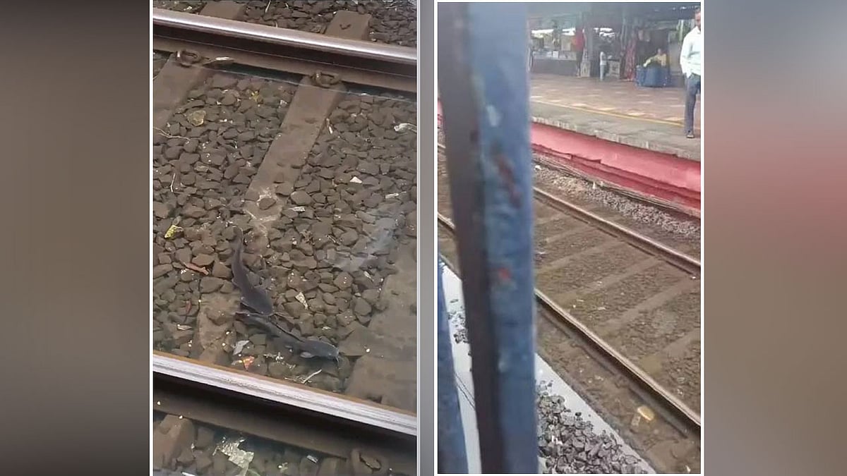 ಮುಂಬೈ ಮುಂಗಾರು ಅಬ್ಬರ: ಜಲಾವೃತ ರೈಲು ಹಳಿಗಳಲ್ಲಿ ಮೀನುಗಳ ಸ್ವಚ್ಛಂದ ಈಜಾಟ; Video Viral
